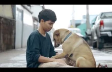 Mężczyzna przytula bezdomne psy w Tajlandii