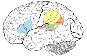 NEUROBIOLODZY nauczyli SIEĆ NEURONOWĄ procesować dźwięki tak, jak LUDZIE