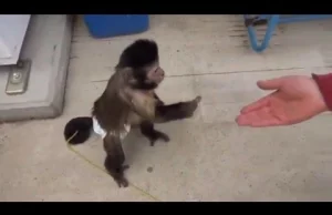 Małpka kupiła sobie soczek w automacie za otrzymany pieniążek