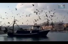 Evil Birds Attack the Ship