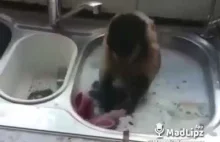 Małpka, która sprząta