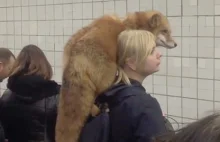 Nietypowy pasażer metra. Na ramionach kobiety siedział... żywy lis