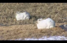 Stada dzikich królików terroryzują ludność Północnej Dakoty