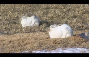 Stada dzikich królików terroryzują ludność Północnej Dakoty