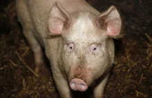 UE zaniepokojona pomorem świń u jej granic. Polska ma zatrzymać chorobę