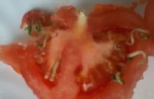 Pomidor mutant z kiełkami (pędami) w środku