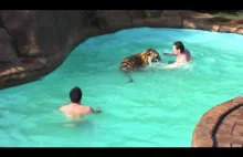 Kąpiel z tygrysem.