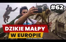 Makaki - jedyne dzikie małpy w Europie