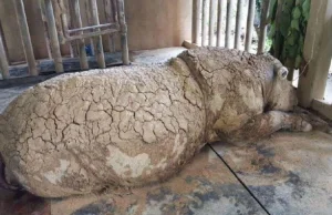 Malezja: Umarł ostatni nosorożec sumatrzański