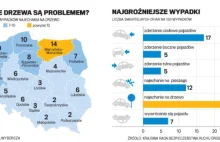 Drzewa przy drogach do wycinki? Są niebezpieczne