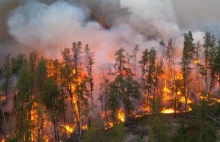 Mapa Pożarów Lasów Live