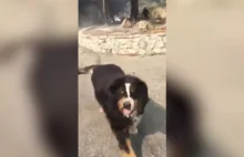 Rodzina odnajduje swojego psa, który przeżył pożar ich miasta w Kalifornii