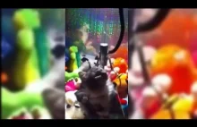 Real Cat in a Claw Machine