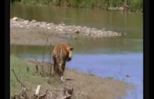 Interakcja tygrysa i nosorożca, park Chitwan w Nepalu