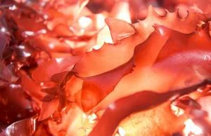 OSU researchers discover the unicorn – seaweed that tastes like bacon!