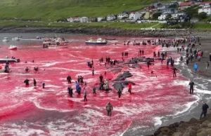 Morze pełne krwi. Drastyczne polowanie na Wyspach Owczych