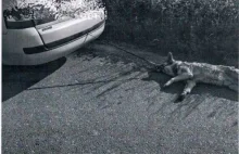 Nie chciał zabrudzić samochodu, więc przywiązał psa do zderzaka i ruszył