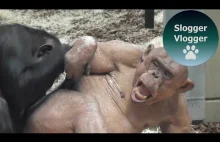 Jambo The Hairless Chimpanzee Fooling...