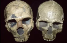 Niekorzystny zbieg okoliczności mógł zabić wytępić neandertalczyków