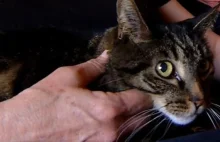 Odnaleźli swojego kota po 13 latach rozłąki