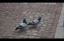 Pigeons