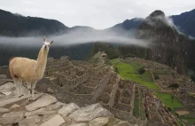 Więcej niż jedno zwierze na Machu Picchu.