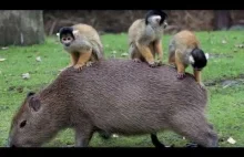 Kapibara i małe małpki wielkości wiewiórek
