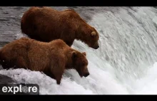 Livestream: niedźwiedzie brunatne łowiące łososia na Alasce