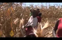 Słabe uprawy zboża w Zambii