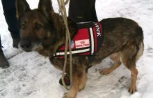 Pies - ratownik Recco od dekady pracuje dla TOPR.