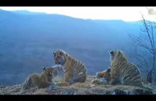 Bardzo rzadkie ujęcie młodych skrajnie zagrożonego tygrysa syberyjskiego