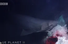 Rekin głodny, to zły (wideo)