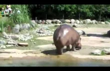 Hipopotam puszcza bąka...