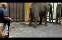 Obrzydliwy moment rodzenia "małego" słonia