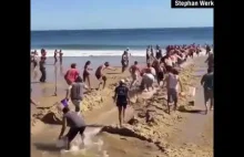 Rekin na plaży