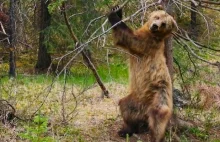 Naukowcy zarejestrowali... taniec niedźwiedzi