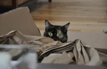 Dlaczego koty tak lubią kartony?