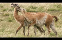 Brutalna walka Alpaki o dominację - Dzika Patagonia - BBC Earth