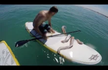 Potężna ośmiornica atakuje deskę surfingową.