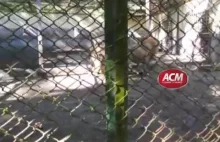 Głupota pracowników zoo doprowadziła do utonięcia lwa
