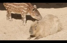 Mały tapir spotyka kapibara