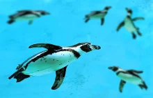 WładzeChile zrezygnowały z budowy kopalni,aby chronić zagrożony gatunek pingwina