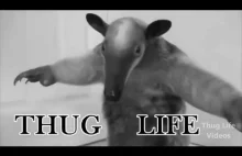 Thug Life Animals - Gangsters in Action | Funny Videos :D