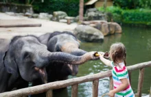 Warszawskie zoo apeluje: Nie karmcie zwierząt, one potem cierpią!