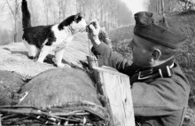 Naziści z kotami