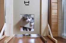 Zmniejszanie rozmiaru wejścia dla kotów