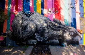 ROA - mistrz belgijskiego street artu