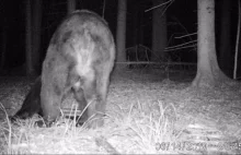 Niedźwiedź w Puszczy Białowieskiej