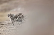 Śnieżna pantera sfotografowana w naturalnym środowisku.