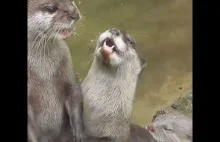 Kto by przypuszczał, że wydry wydają taki piękny dźwięk